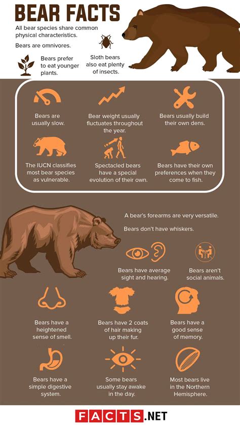 mature bear|Fascinating Facts About Mature Bears .